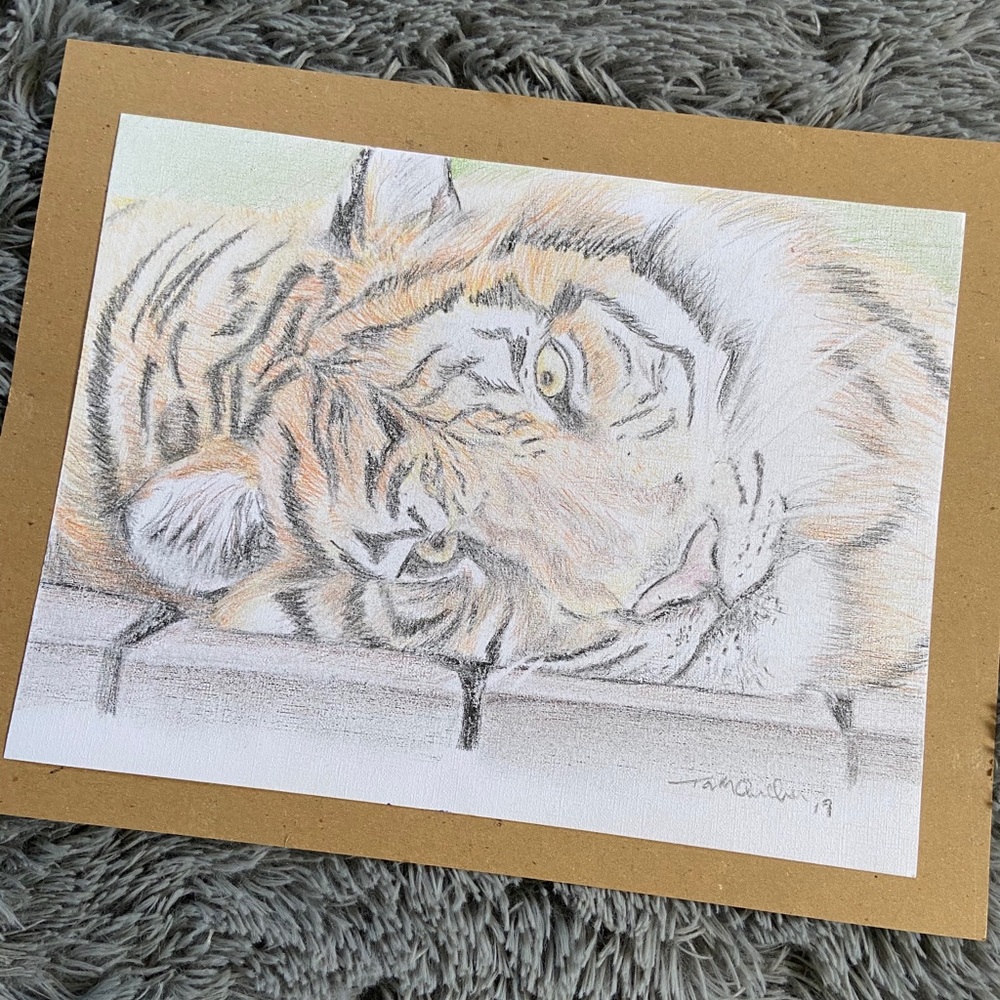 Tiger Soft Colored Pencil Art Drawing